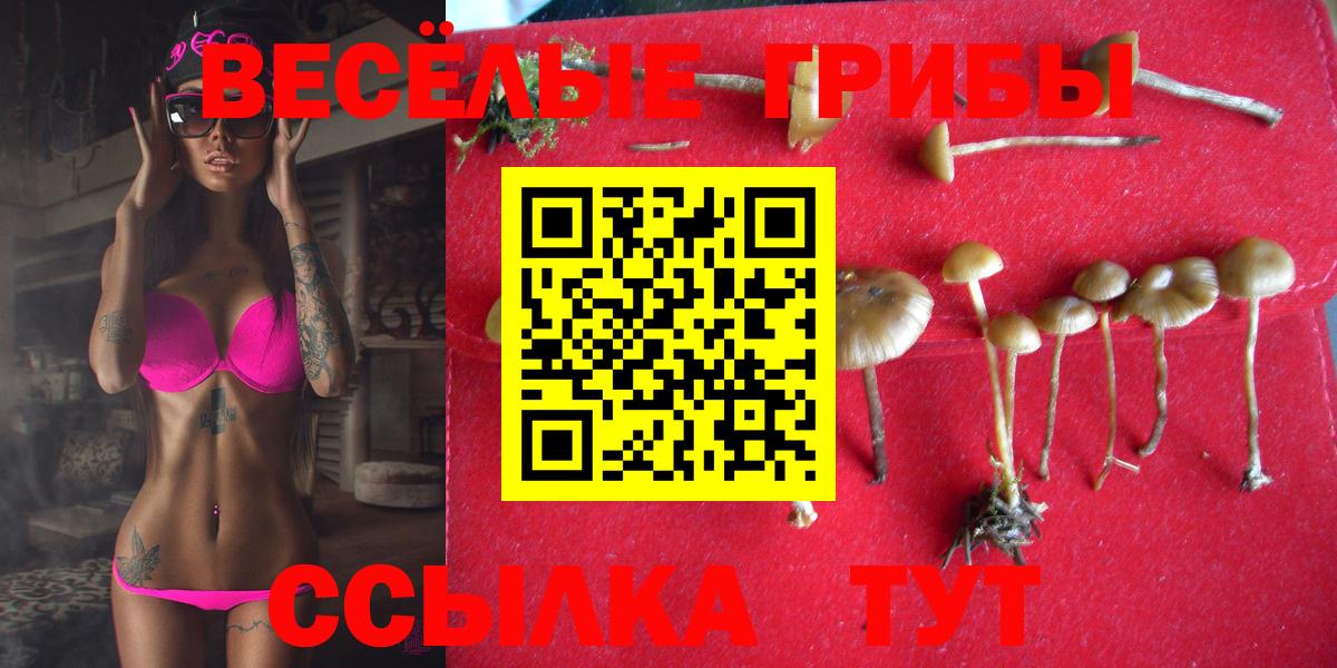 Псилоцибиновые грибы Psilocybine cubensis  Вход с VPN  Ртищево 